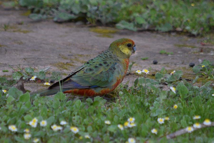 Rosella western Aug 2023 0011.JPG